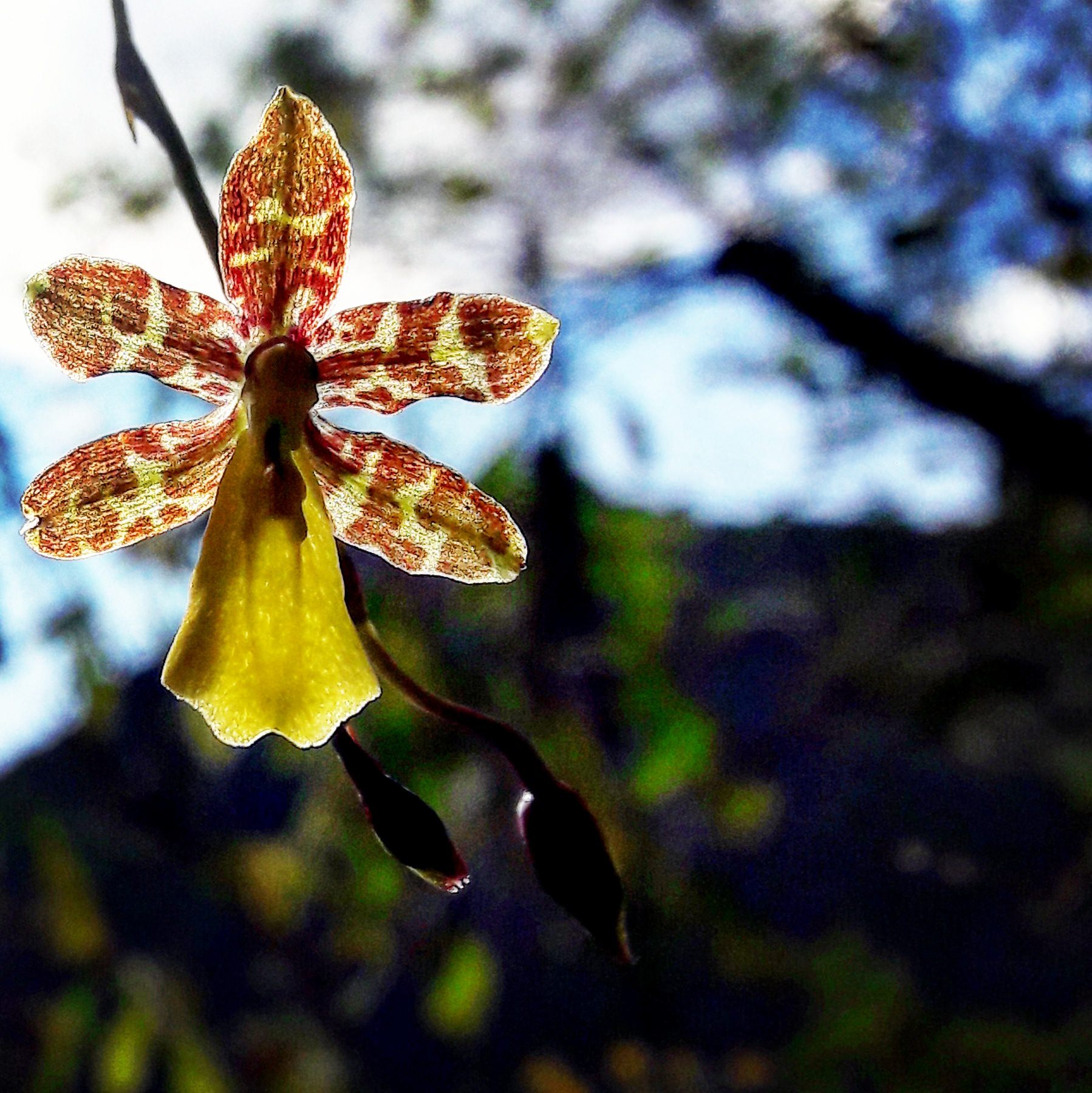 Oncidium brachyandrum